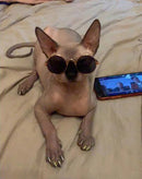 Óculos de Sol Para Cães e Gatos