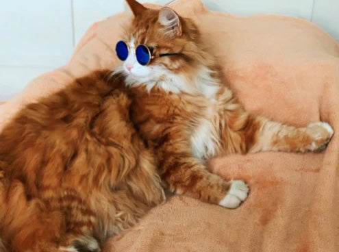 Óculos de Sol Para Cães e Gatos