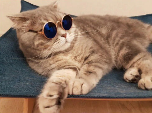 Óculos de Sol Para Cães e Gatos