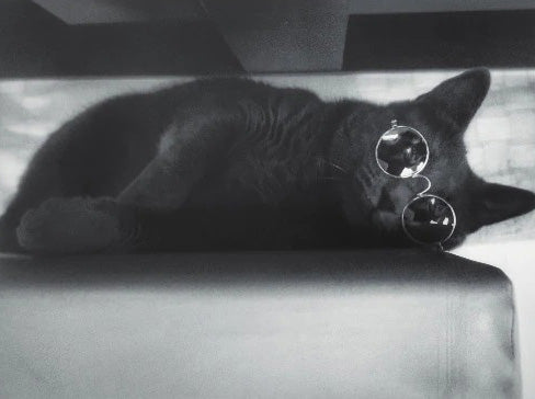 Óculos de Sol Para Cães e Gatos